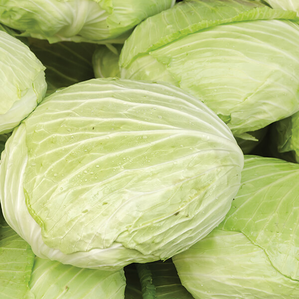 Martin Riendeau Gardens | Fresh taiwanese cabbages